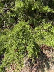 Juniperus ashei