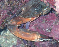 Charybdis hellerii