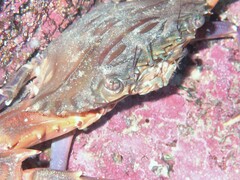 Charybdis hellerii