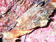 Charybdis hellerii