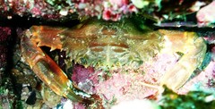 Charybdis hellerii