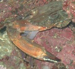 Charybdis hellerii