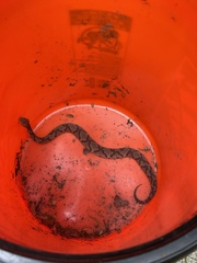 Agkistrodon contortrix