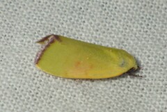Earias