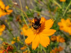 Bombus pensylvanicus