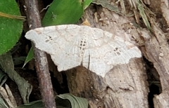 Macaria aemulataria
