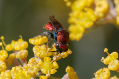 Hedychrum chalybaeum