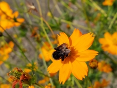 Bombus pensylvanicus