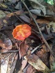 Cantharellus coccolobae