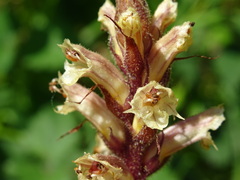 Orobanche