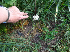 Ornithogalum umbellatum