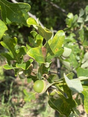 Quercus margaretiae
