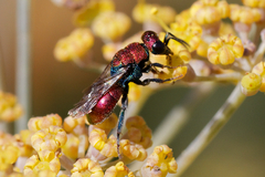 Hedychrum chalybaeum