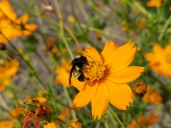 Bombus pensylvanicus