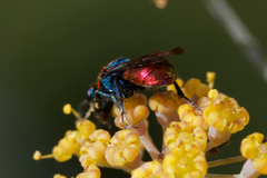 Hedychrum chalybaeum