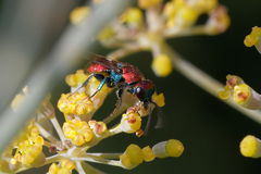 Hedychrum chalybaeum