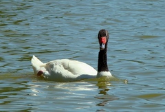 Cygnus melancoryphus