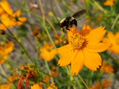 Bombus pensylvanicus