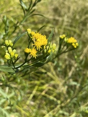 Euthamia occidentalis