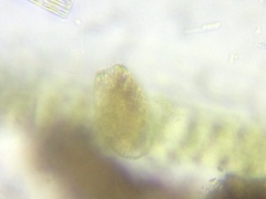Argynnia dentistoma