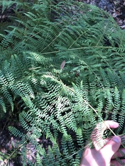 Hypolepis barringtonii