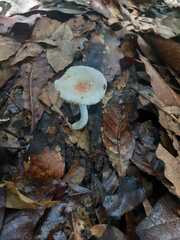 Lepiota rubrotinctoides