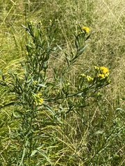 Euthamia occidentalis