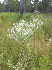 Eupatorium leucolepis