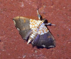 Agrotera nemoralis
