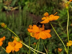 Bombus pensylvanicus