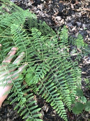 Hypolepis barringtonii