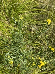 Euthamia occidentalis