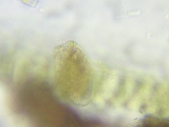 Argynnia dentistoma