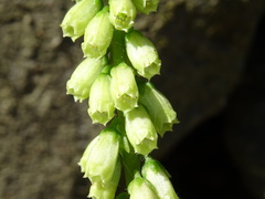 Umbilicus rupestris