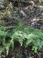 Hypolepis barringtonii