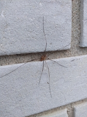 Opiliones
