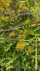 Cyperus strigosus