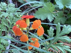 Erysimum