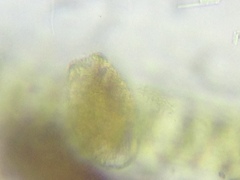 Argynnia dentistoma