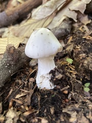 Amanita virosa