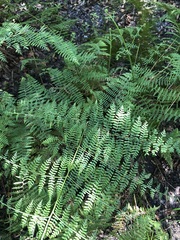 Hypolepis barringtonii