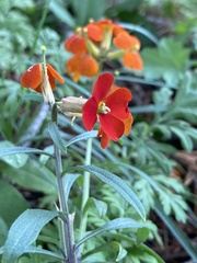 Erysimum