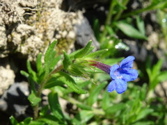 Glandora prostrata