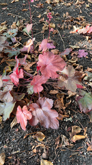 Heuchera