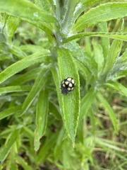 Epilachna mexicana