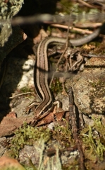 Plestiodon skiltonianus