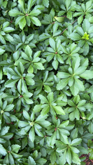 Pachysandra terminalis