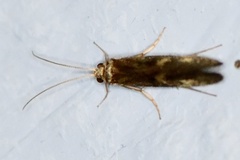 Neureclipsis bimaculata