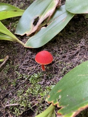 Hygrocybe coccinea