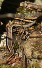 Plestiodon skiltonianus